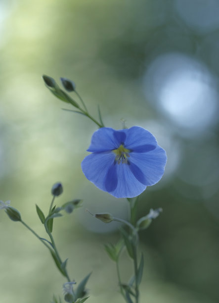 蓝色亚麻花，细长的绿色茎。图片下载