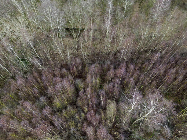 德国石勒苏益格-荷尔斯泰因州弗林特贝克沼泽中的桦树的无人机照片图片下载