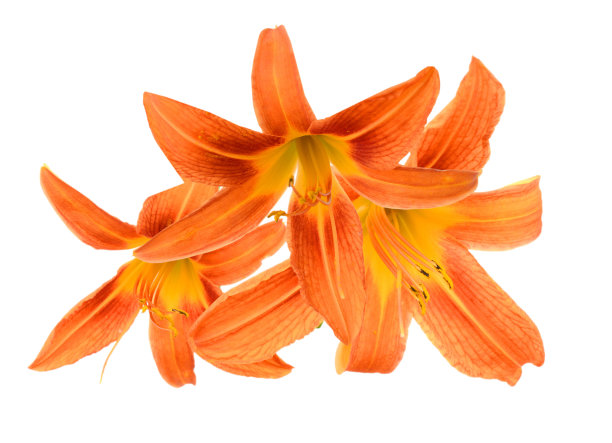 一束黄花菜图片下载