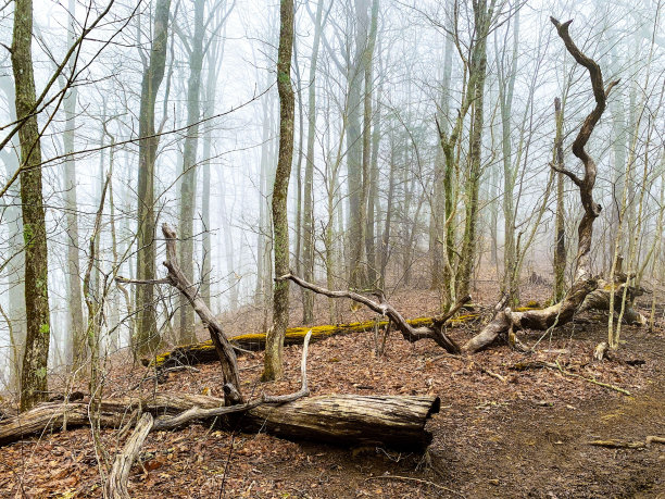乔治亚州阿巴拉契亚山道上一片雾蒙蒙的森林里，干燥的枯树的美丽照片图片下载