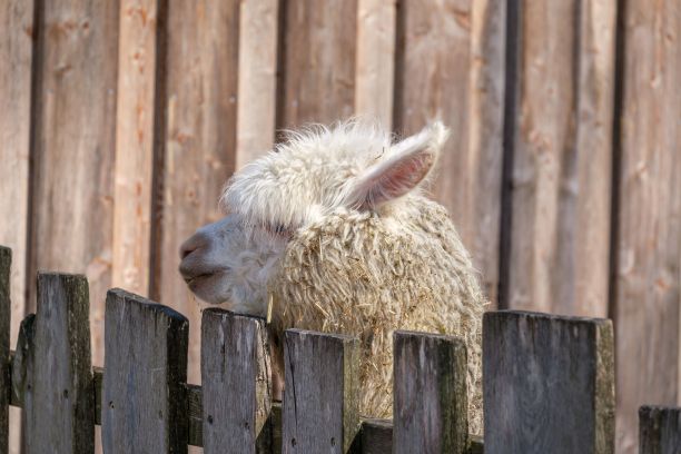 一只白色羊驼站在哈格动物园的木栅栏旁的特写图片下载