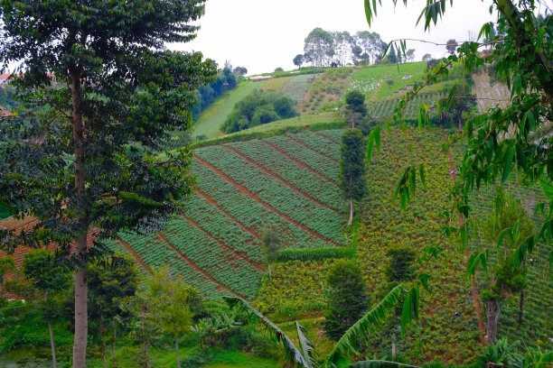 蔬菜种植园的景观视图图片下载