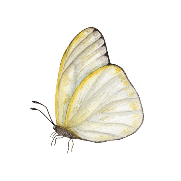 白色背景上孤立的水彩画卷心菜蝴蝶。完美的壁纸，印刷，纺织，苗圃，剪贴簿，婚礼邀请，横幅设计，明信片，服装图片下载