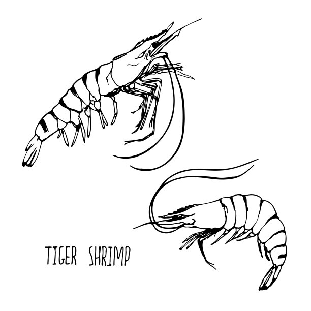 虎虾黑白矢量集孤立在白色背景上。图片下载