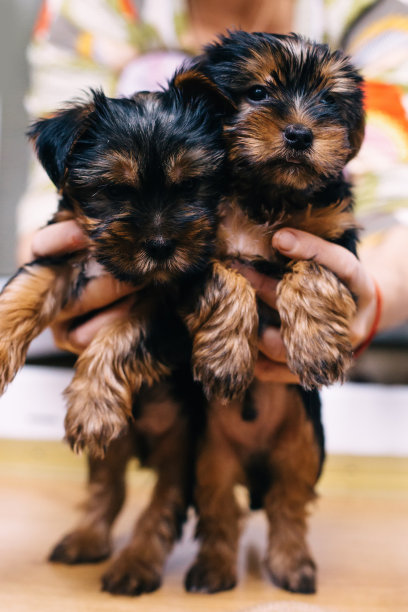 一名女子抱着两只约克夏犬幼犬图片下载