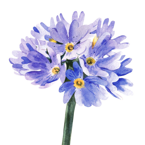 丁香花长在高高的茎上。水彩插图图片下载