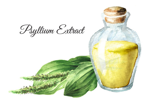 车前草提取物，草药。手绘水彩插图，孤立的白色背景图片下载