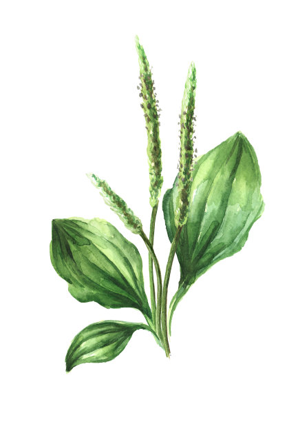 大蕉，药用植物，手绘水彩插图孤立在白色背景图片下载
