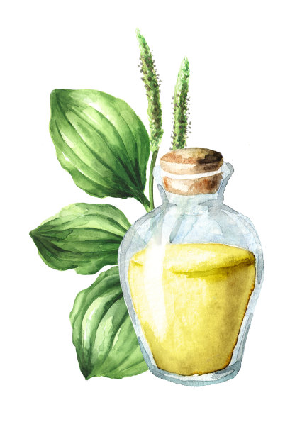 车前草或车前草提取物，草药。手绘水彩插图，孤立的白色背景图片下载