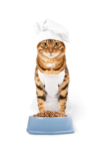 滑稽的猫戴着厨师帽，拿着宠物食品。图片下载