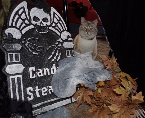 万圣节愤怒的猫图片下载