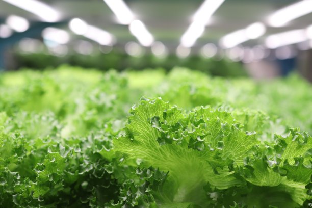 水培蔬菜农场。新鲜绿色蔬菜(水培)背景图片下载