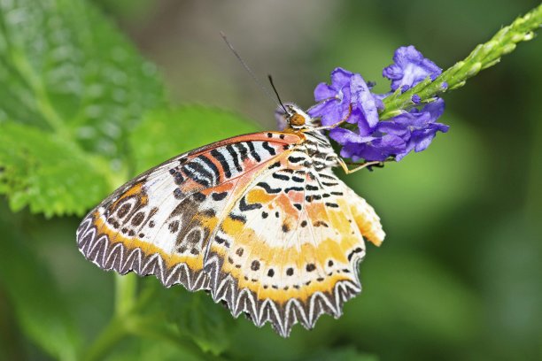 蝴蝶展开翅膀喝花汁——动物行为。图片下载