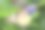 蝴蝶展开翅膀喝花汁——动物行为。图片下载