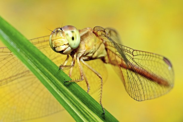 叶黄色背景上的蜻蜓和复眼。图片下载
