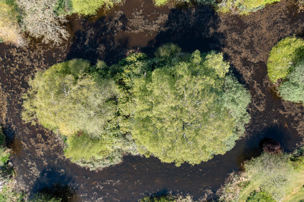 鸟瞰大池塘中树木覆盖的岛屿图片下载