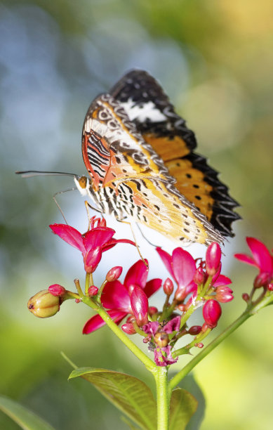 蝴蝶展开翅膀喝花汁——动物行为。图片下载