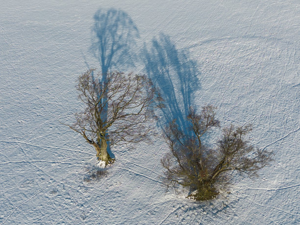 鸟瞰图的树木在冬季与雪的背景图片下载
