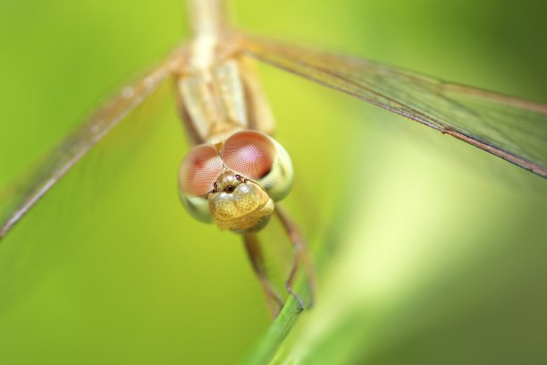 蜻蜓和复眼在树枝上。图片下载