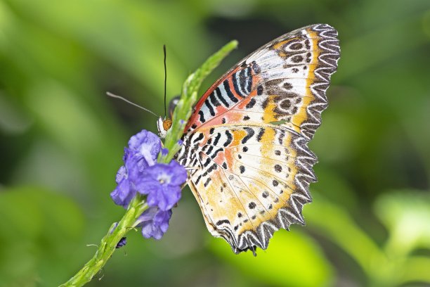 蝴蝶展开翅膀喝花汁——动物行为。图片下载