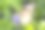 蝴蝶展开翅膀喝花汁——动物行为。图片下载