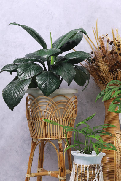 室内观赏植物装饰照片图片下载