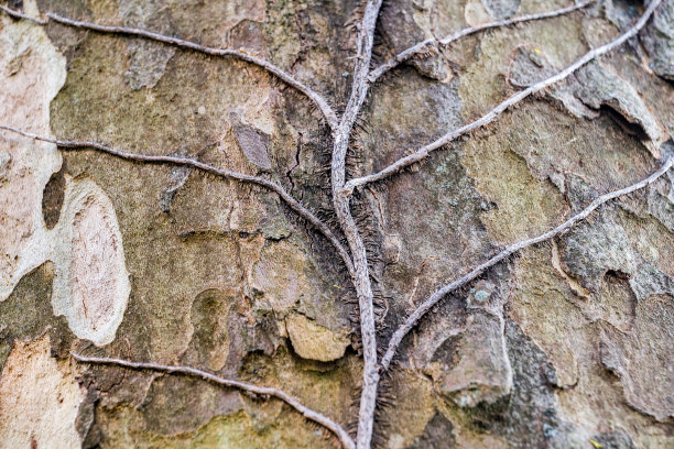 枝干:一株干常春藤在树皮上的分枝图片下载