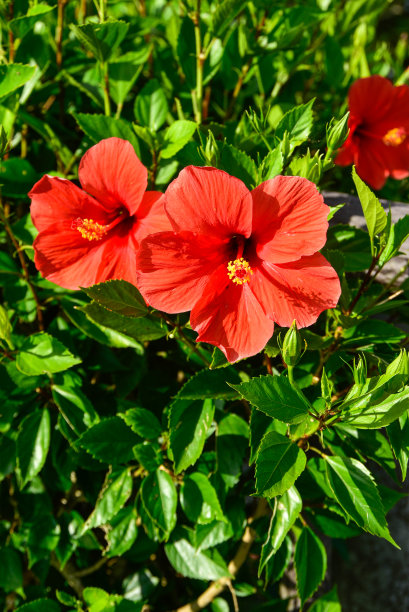 美丽的芙蓉盛开在冲绳图片下载