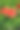 美丽的芙蓉盛开在冲绳图片下载