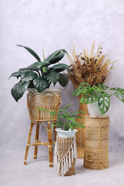 室内观赏植物装饰照片图片下载