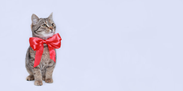 漂亮有趣的小猫带着红领结。白色背景上的猫。猫在镜头前摆姿势。一个可爱的小猫的特写肖像。带有复制空间的网页横幅。宠物。空格用于文本。情人节图片下载