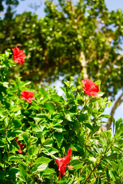 美丽的芙蓉盛开在冲绳图片下载