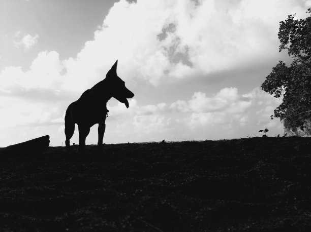 黑白照片中，一只站立的狗张着嘴躺在地上。图片下载