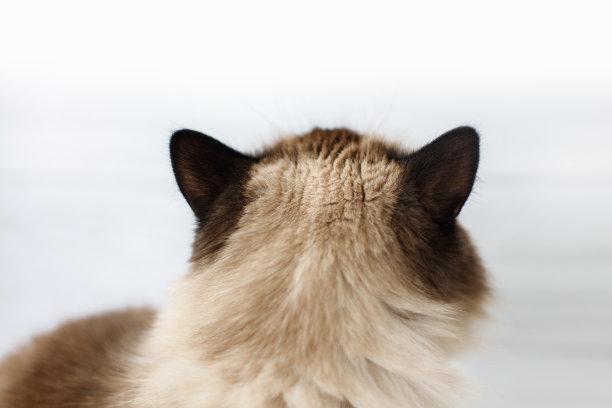 猫的头部特写。后视图图片下载