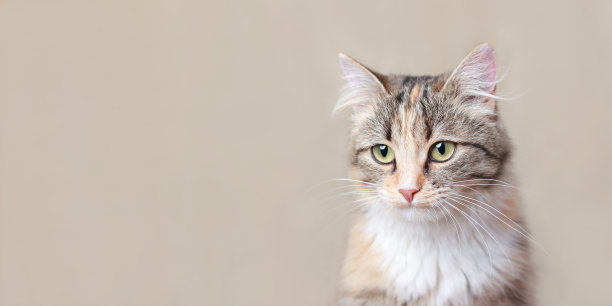淡黄色背景上的猫肖像。发短信的地方。猫看着相机。小猫的绿色大眼睛特写。宠物。漂亮的小猫。动物的背景。带有复制空间的网页横幅图片下载