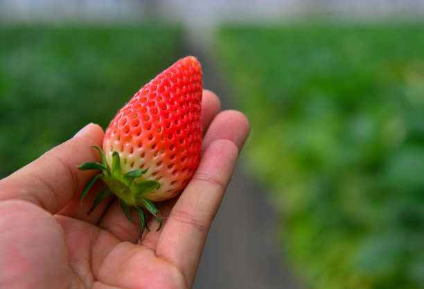 草莓长成温室图片下载