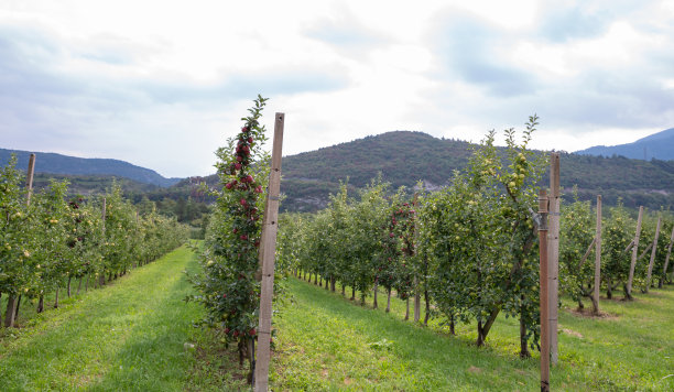 苹果果园。照片中，成熟的苹果在花园里准备收割，早晨拍摄。图片下载