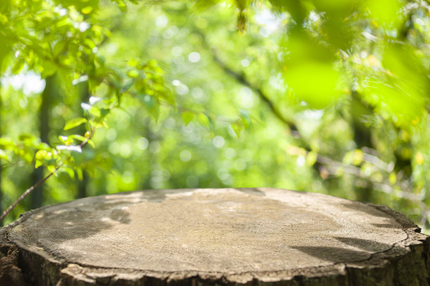森林残肢模糊的背景图片下载