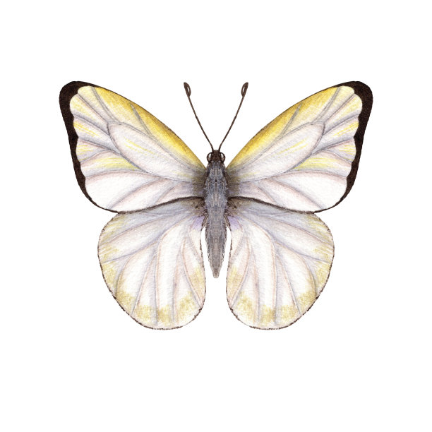 白色背景上孤立的水彩画卷心菜蝴蝶。完美的壁纸，印刷，纺织，苗圃，剪贴簿，婚礼邀请，横幅设计，明信片，服装图片下载