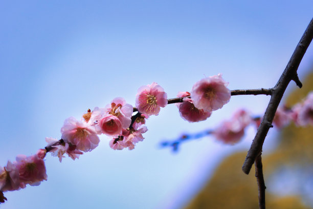 三月初春可爱的垂泪梅花图片下载