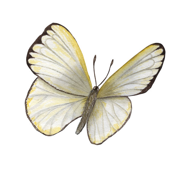 白色背景上孤立的水彩画卷心菜蝴蝶。完美的壁纸，印刷，纺织，苗圃，剪贴簿，婚礼邀请，横幅设计，明信片，服装图片下载