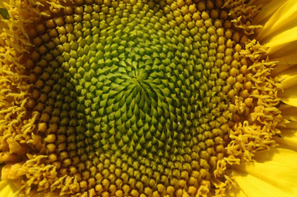 一个美丽的黄色向日葵宏图片下载