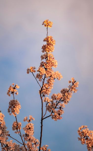 垂直特写的粉红色和白色的樱花树与天空的背景图片下载