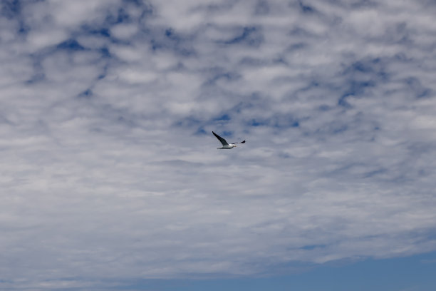 一只在阿根廷马德林港海岸飞行的海鸥图片下载