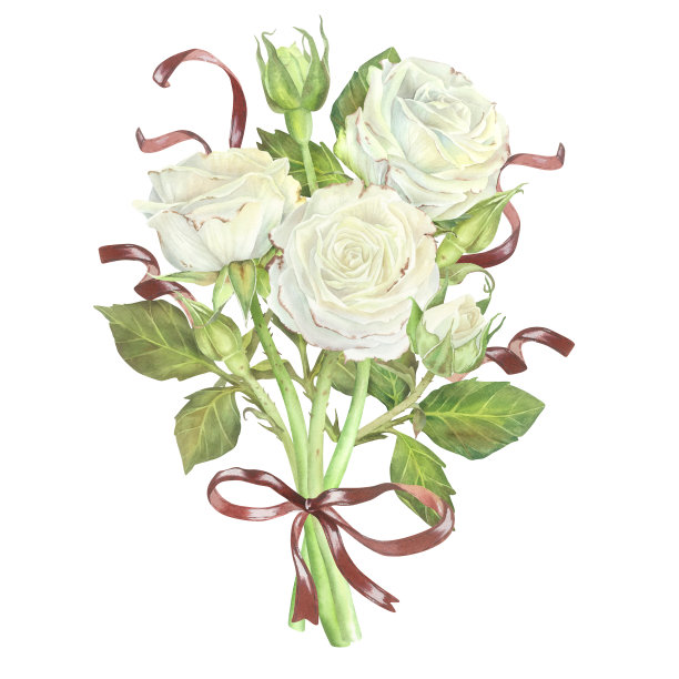 一束白玫瑰，红丝带和蝴蝶结。水彩插图。孤立在白色背景上。适用于贴纸、贺卡、婚礼请柬、香水、蜡烛包装的设计图片下载