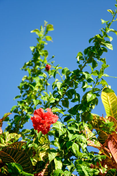 美丽的芙蓉盛开在冲绳图片下载