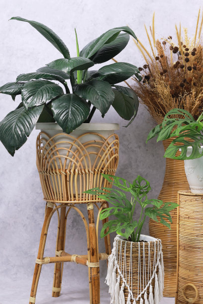 室内观赏植物装饰照片图片下载