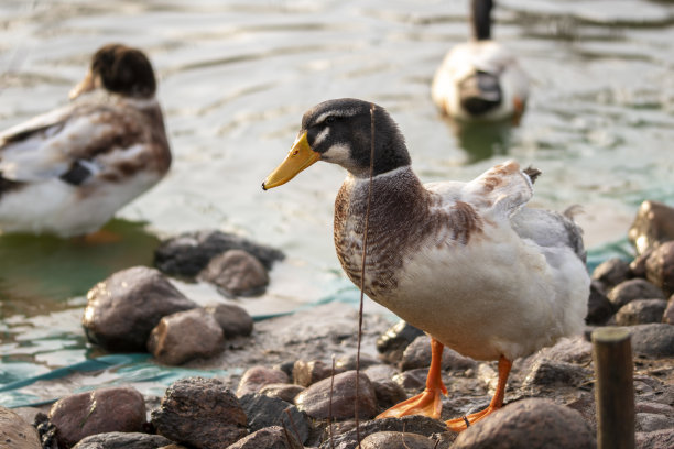 鸭子图片下载