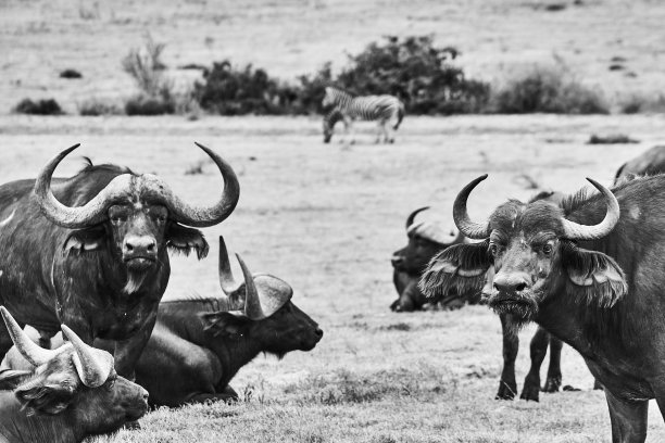 非洲大草原水牛的黑白照片图片下载