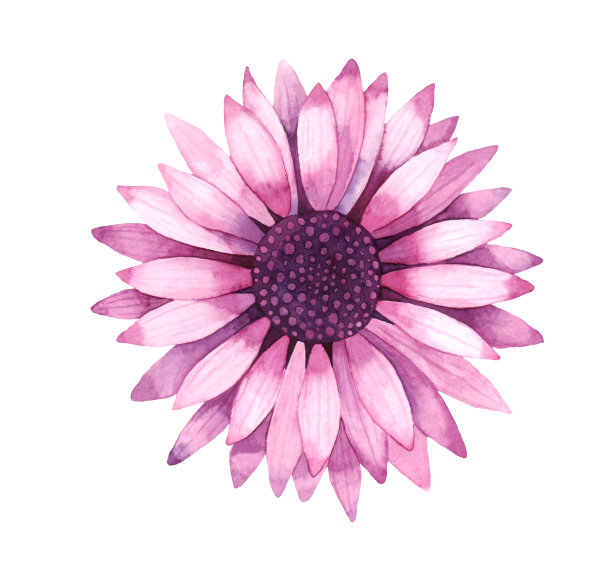 水彩画的孤立，粉红色的非洲菊花在白色背景。图片下载